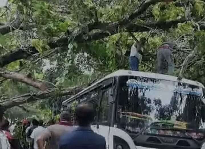குருணாகலில் முறிந்து விழுந்த மரம்: 7 வாகனங்கள் சேதம்!