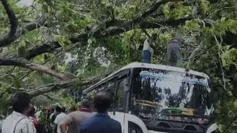 குருணாகலில் முறிந்து விழுந்த மரம்: 7 வாகனங்கள் சேதம்!