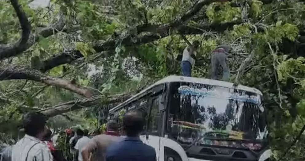 குருணாகலில் முறிந்து விழுந்த மரம்: 7 வாகனங்கள் சேதம்!