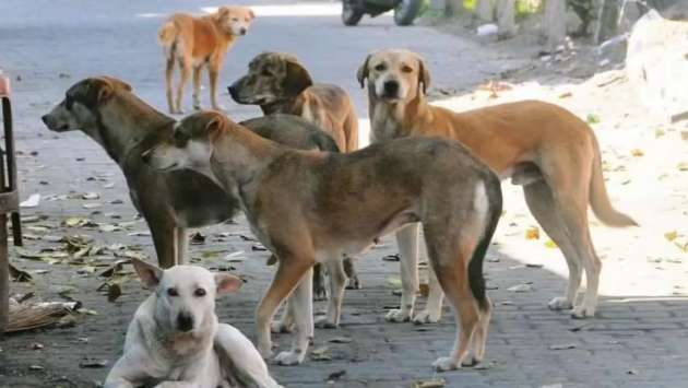 தெரு நாய்களின் உடலில் செலுத்தப்படவுள்ள மைக்ரோசிப்