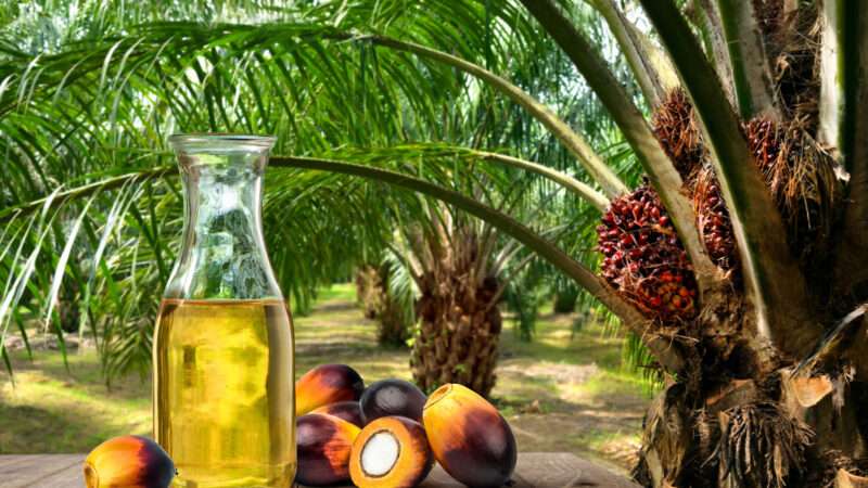 ஃபாம் எண்ணெய்யை இறக்குமதி தடைகளை நீக்க அதிகாரிகள் சூழ்ச்சி?
